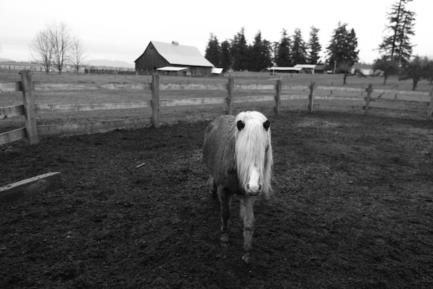 Un beau jeune poney unique dans une ferme