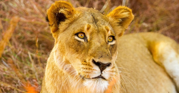 Beau lion africain couché dans l'herbe haute en Afrique du Sud