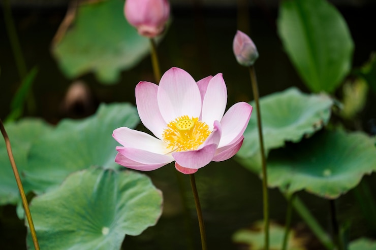 Photo gratuit beau lotus rose