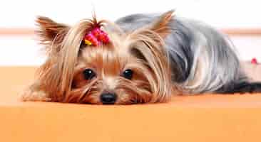 Photo gratuite beau et mignon chien york terrier