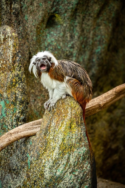 Beau et mignon singe tamarin sur le rocher Saguinus Petite espèce de singe