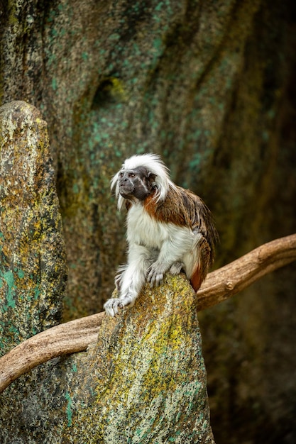 Photo gratuite beau et mignon singe tamarin sur le rocher saguinus petite espèce de singe