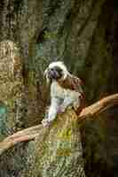 Photo gratuite beau et mignon singe tamarin sur le rocher saguinus petite espèce de singe