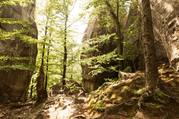 Beau morceau de nature à la lumière du jour