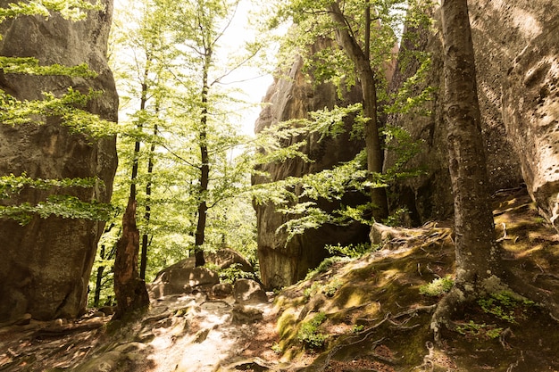 Un beau morceau de nature à la lumière du jour