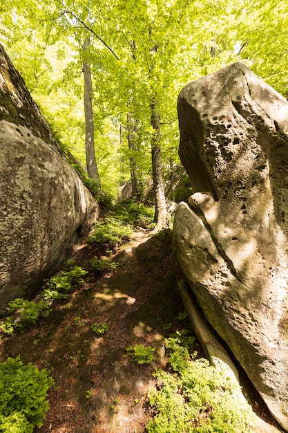 Beau morceau de nature à la lumière du jour