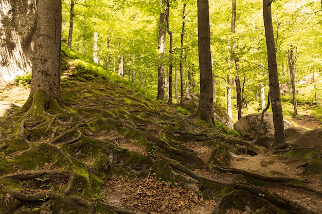 Beau morceau de nature à la lumière du jour