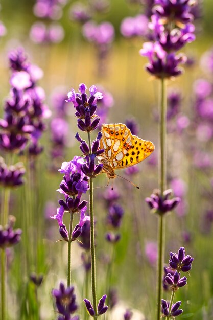 Beau papillon dans le champ de lavande