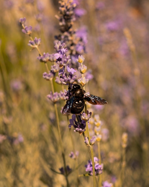 Beau papillon dans le concept de la nature