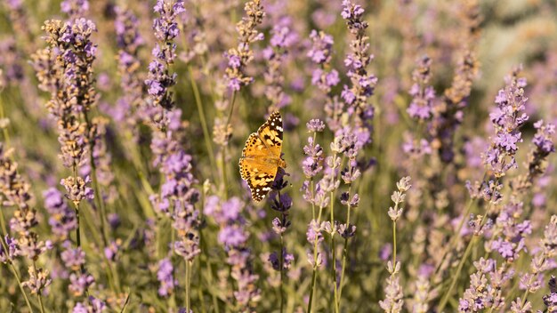 Beau papillon sur fleur dans la nature