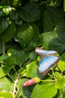 Beau papillon, insecte sur fond de nature verte, photographié à schmetterlinghaus,