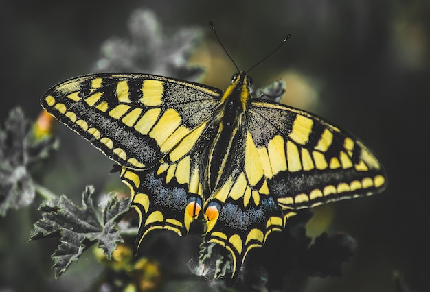 Beau Papillon Multicolore Appelé Machaon De L'ancien Monde Sur Un Arrière-plan Flou