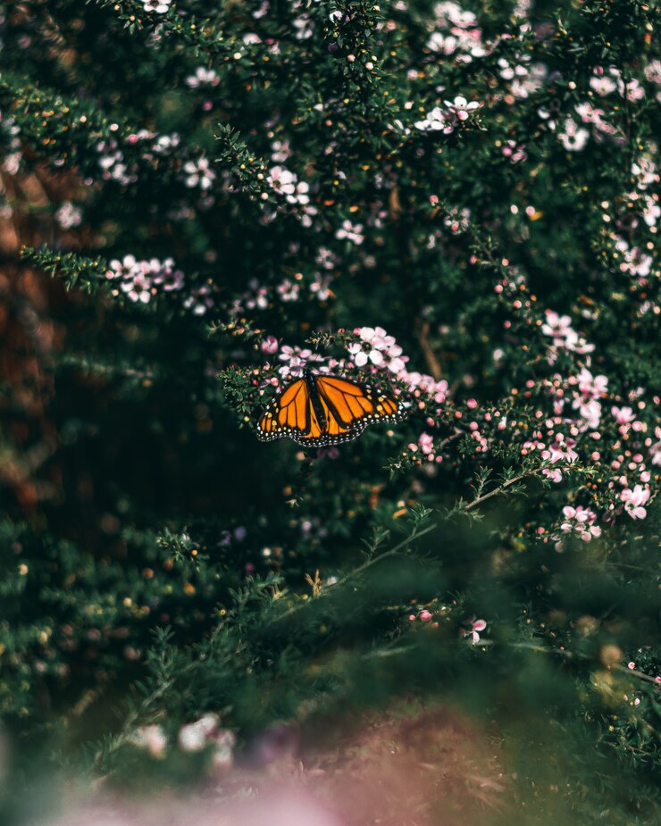 Photo gratuit beau papillon orange assis sur des daphnes poussant au milieu d'une forêt