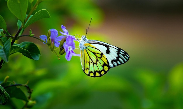 Un beau papillon se reposant sur les plantes fleuries pendant la saison printanière