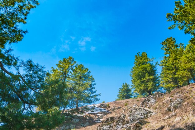 Beau paysage d&#39;arbres et de montagnes enneigées État du Cachemire, Inde