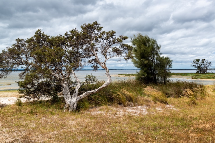 Photo gratuit beau paysage d'arbres verts et de buissons près de la mer sous les nuages fous