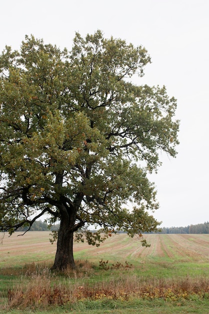 Beau paysage d'automne