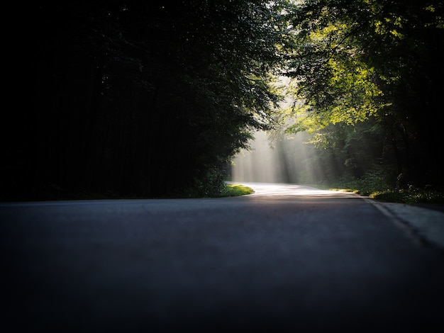 Beau paysage d'un chemin avec des rayons de soleil lumineux tombant à travers une gamme d'arbres