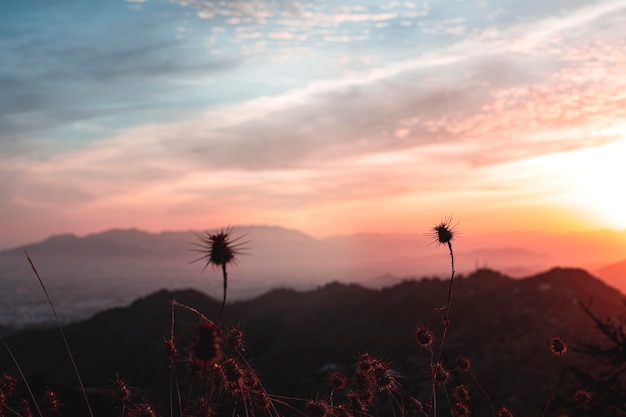 Photo gratuite beau paysage de coucher de soleil avec des arbres