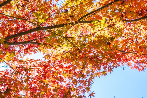 Beau paysage avec feuille d&#39;érable en automne