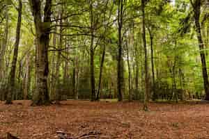 Photo gratuite beau paysage de forêt d'automne