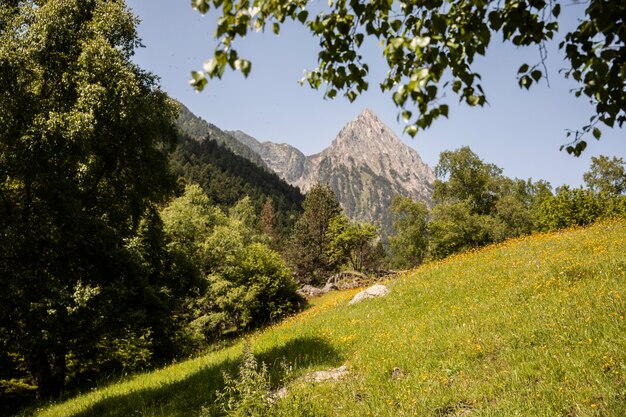 Beau paysage de forêt de montagne