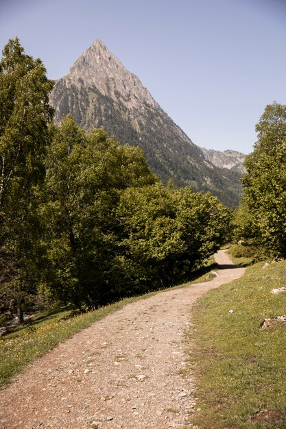 Beau paysage de forêt de montagne