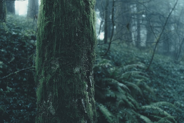 Photo gratuite beau paysage d'une forêt mystérieuse brumeuse sur une journée sombre