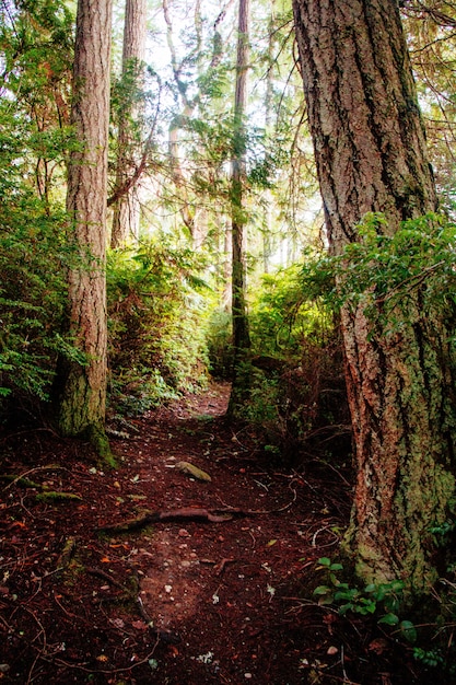 Beau paysage d'une forêt