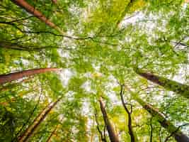 Photo gratuite beau paysage de grand arbre dans la forêt avec vue d'ange bas