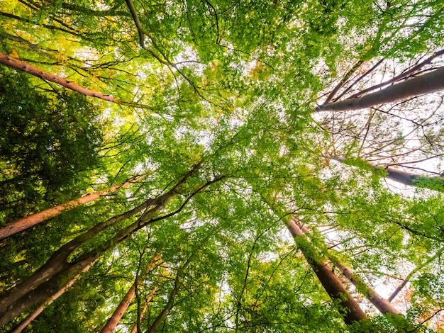 Beau paysage de grand arbre dans la forêt avec vue basse ange