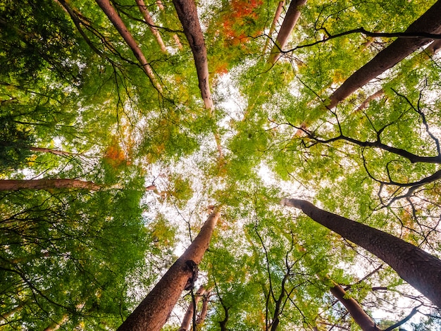 Photo gratuite beau paysage de grand arbre dans la forêt avec vue basse ange