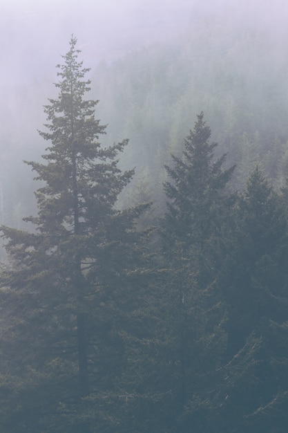 Beau paysage d'une incroyable forêt sauvage