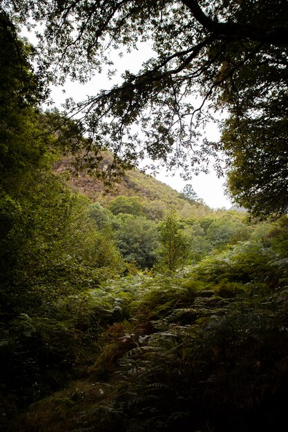 Beau paysage naturel de forêt