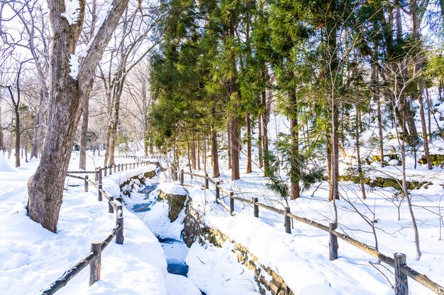 Beau paysage naturel en plein air avec arbre dans la neige en hiver à Hokkaido