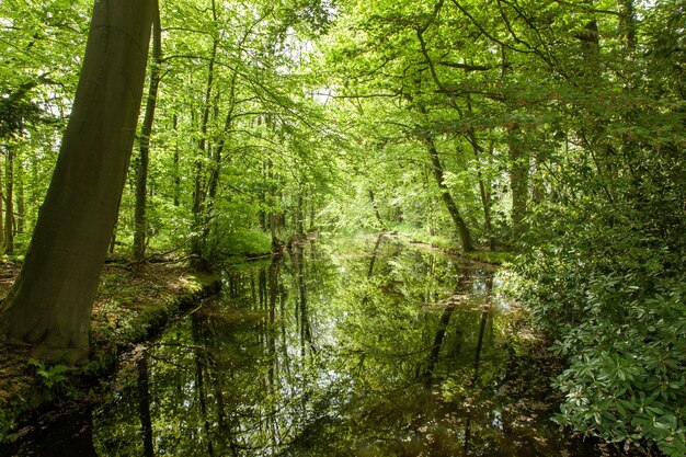 Beau paysage d'un parc avec des arbres se reflétant sur l'eau