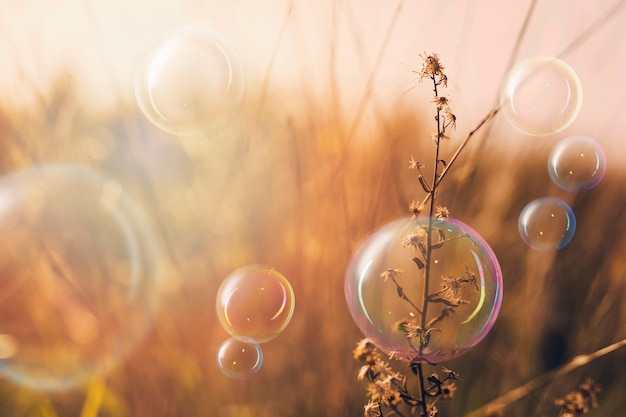 Beau paysage de plantes et bulles de savon