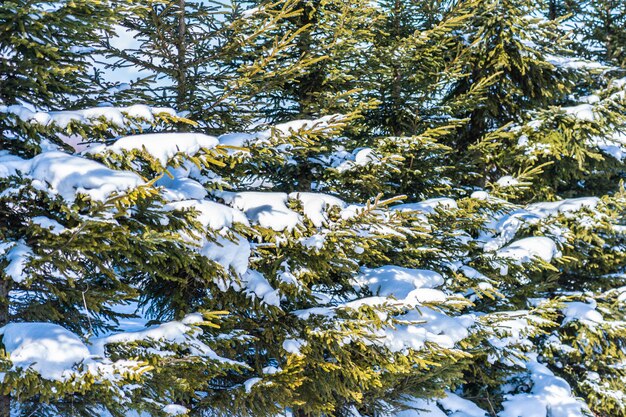 Beau paysage de plein air avec sapin de Noël