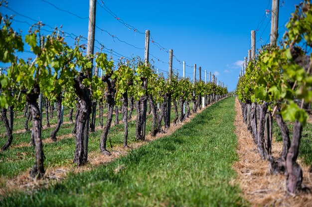 Beau paysage d'un vignoble sous un ciel bleu clair pendant la journée