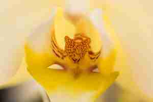 Photo gratuite beau pétale de fleur jaune fraîche