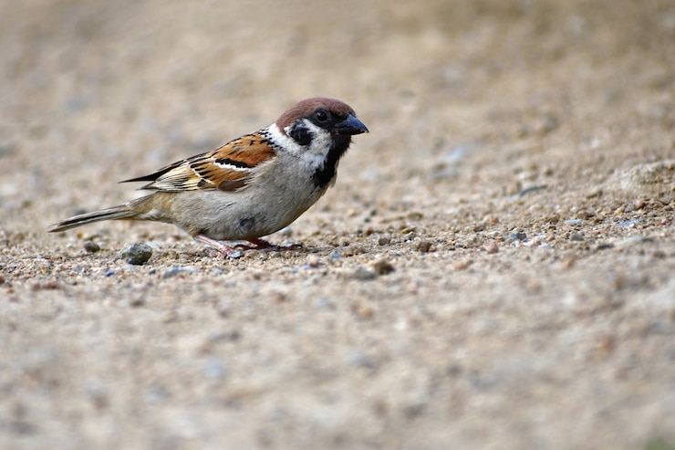 Photo gratuit beau petit oiseau sauvage dans la nature