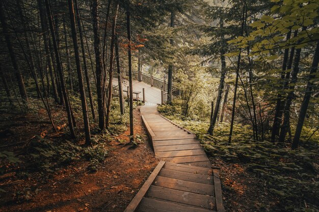 Beau plan d'escaliers en bois entouré d'arbres dans une forêt