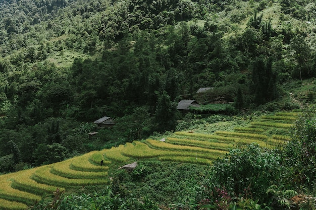 Beau plan horizontal d'une forêt avec des arbres verts pendant la journée