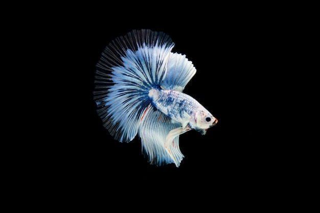 Photo gratuite beau poisson coloré de betta siamois