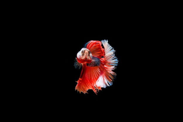 Photo gratuite beau poisson coloré de betta siamois