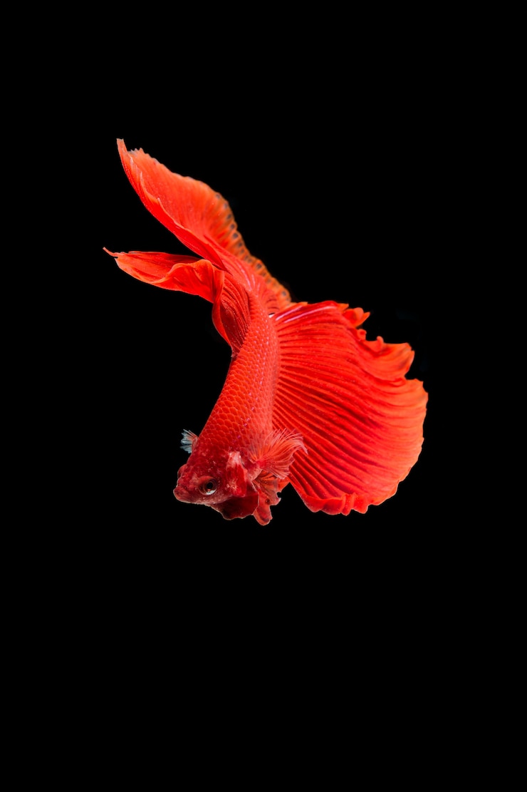 Photo gratuit beau poisson coloré de betta siamois