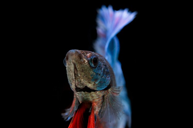 Beau poisson coloré de betta siamois