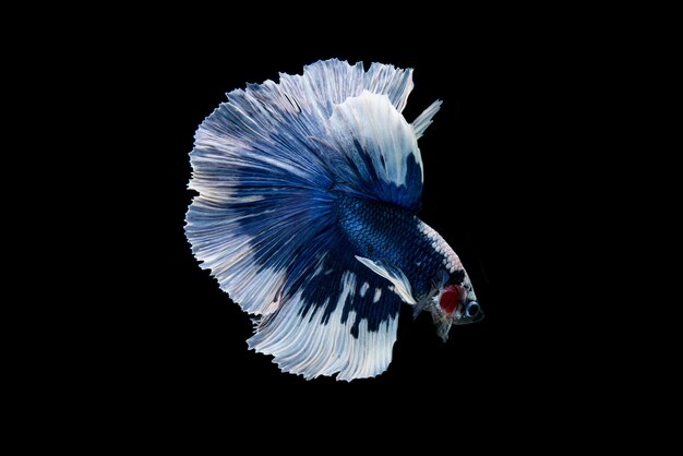 Beau poisson coloré de betta siamois