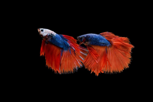 Photo gratuite beau poisson coloré de betta siamois