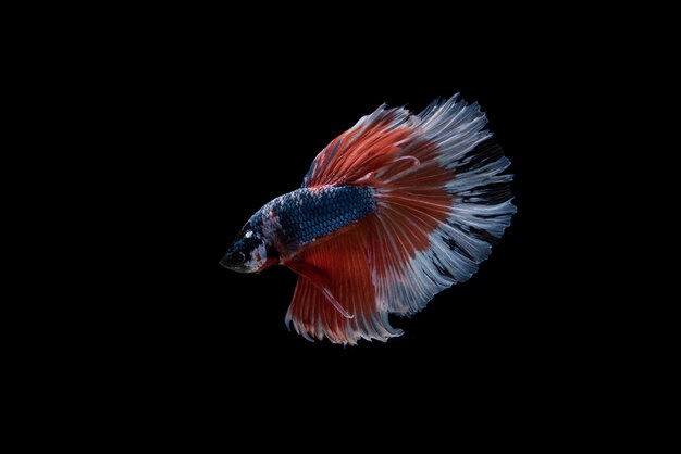 Beau poisson coloré de betta siamois